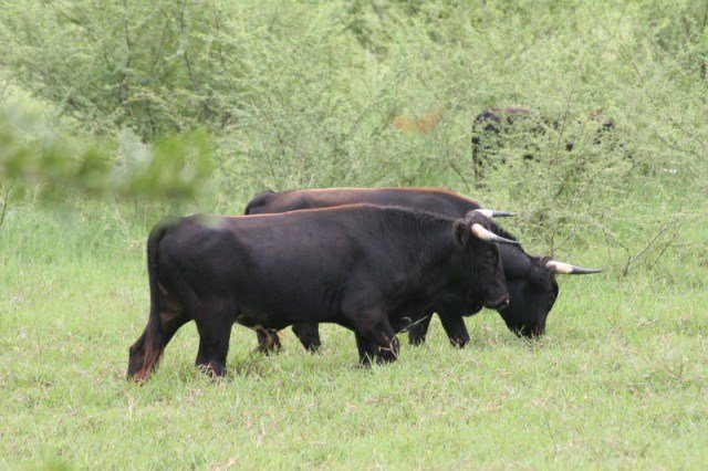 Excursión de pasión por el campo y el toro