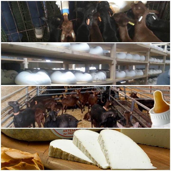 conocerán la importancia de una granja de cabras, la producción de queso y leche, producirán su propio queso y cuidarán de los animales más pequeños